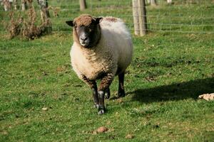 A viev of a Sheep on a farm photo