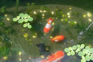 Goldfish in aquarium fish pond close up photo