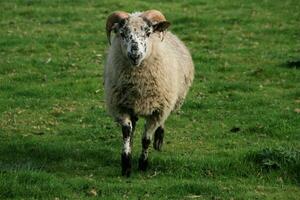 A viev of a Sheep on a farm photo