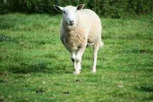 un vista de un oveja en un granja foto