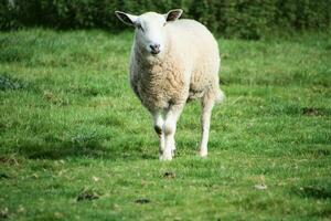 A viev of a Sheep on a farm photo