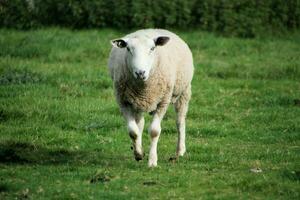 A viev of a Sheep on a farm photo