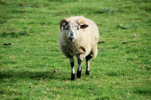 A viev of a Sheep on a farm photo