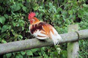 un ver de algunos aves de corral foto