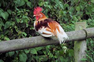 A view of some Poultry photo