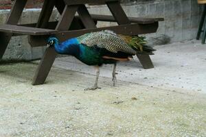 un ver de un pavo real en un granja foto