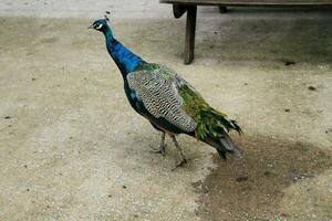 un ver de un pavo real en un granja foto