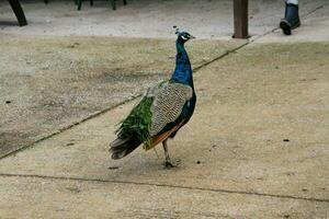 un ver de un pavo real en un granja foto