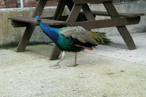 un ver de un pavo real en un granja foto