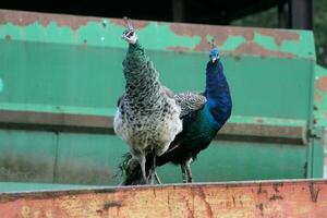 A view of a Peacock on a Farm photo