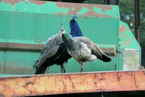 A view of a Peacock on a Farm photo