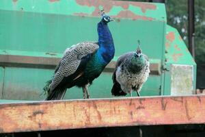 A view of a Peacock on a Farm photo