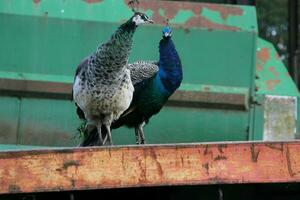 A view of a Peacock on a Farm photo