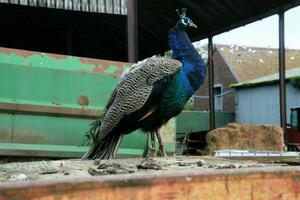 un ver de un pavo real en un granja foto