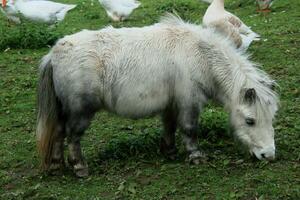 A view of a minature Pony photo