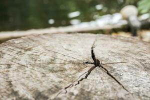 Empty old tree stump table top with blur green tropical garden background for product display photo