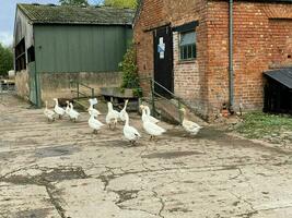 A view of some White Geese in a farmyard photo