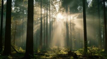 AI Generated A forest with sun shining through the trees and a bench, AI photo