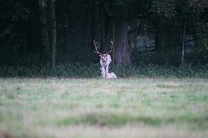 A view of a Fallow Deer photo