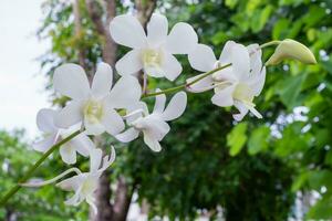 Beautiful Orchid flower blooming in garden floral background photo