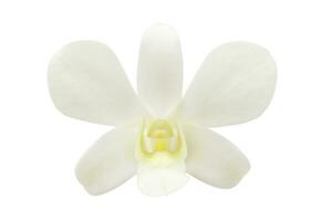 Beautiful white orchid flower isolated on white background photo