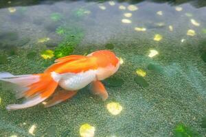 Goldfish in aquarium fish pond close up photo