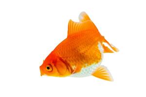 Oranda goldfish isolated on white background close up photo