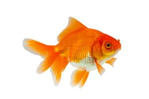 Oranda goldfish isolated on white background close up photo