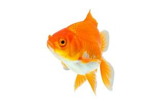 Oranda goldfish isolated on white background close up photo