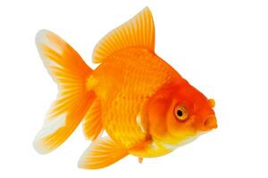 Oranda goldfish isolated on white background close up photo