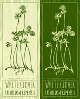 Vector drawings WHITE CLOVER. Hand drawn illustration. Latin name TRIFOLIUM REPENS L.