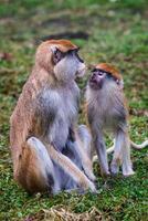 Patas monkey also known hussar monkey, Erythrocebus patas photo