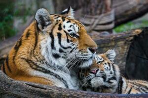 Siberian tiger with cub, Panthera tigris altaica photo