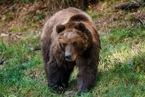 marrón oso en el bosque. Kamchatka oso foto