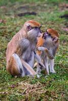 Patas monkey also known hussar monkey, Erythrocebus patas photo