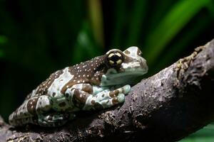 Amazon milk frog - Trachycephalus resinifictrix photo