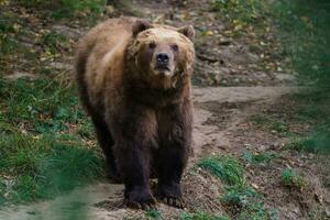 oso pardo kamchatka en el bosque, ursus arctos beringianus foto