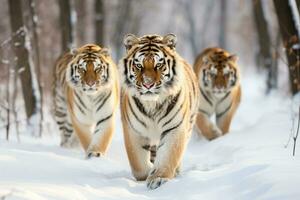 AI generated Group of Siberian tigers in wild winter nature. photo