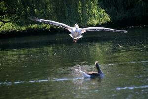 A view of a Pelican in a park in London photo