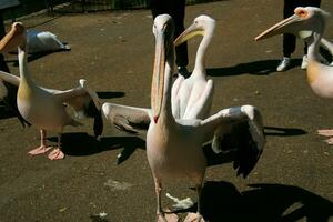 A view of a Pelican in a park in London photo