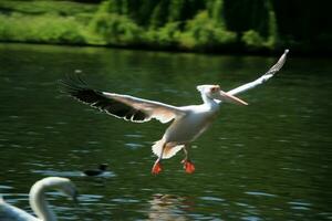 A view of a Pelican in a park in London photo