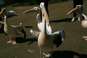 A view of a Pelican in a park in London photo