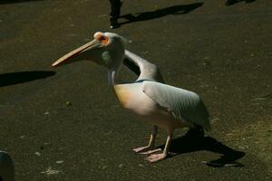 A view of a Pelican in a park in London photo