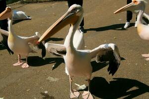 A view of a Pelican in a park in London photo