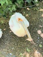 A view of a Pelican in a park in London photo