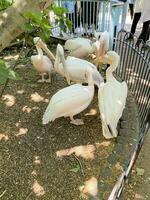 A view of a Pelican in a park in London photo