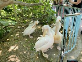 A view of a Pelican in a park in London photo