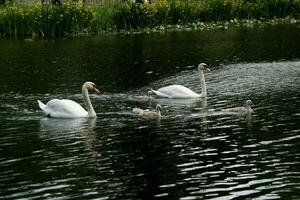 A view of a Mute Swan photo