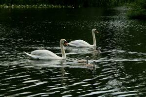 A view of a Mute Swan photo