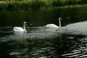 A view of a Mute Swan photo